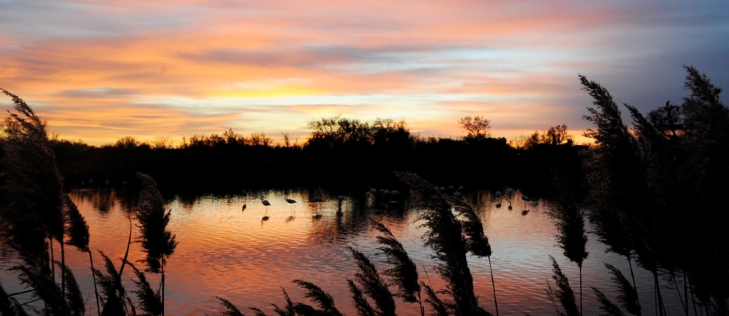 Camargue Flamingos beobachtet während des Sonnenuntergangs